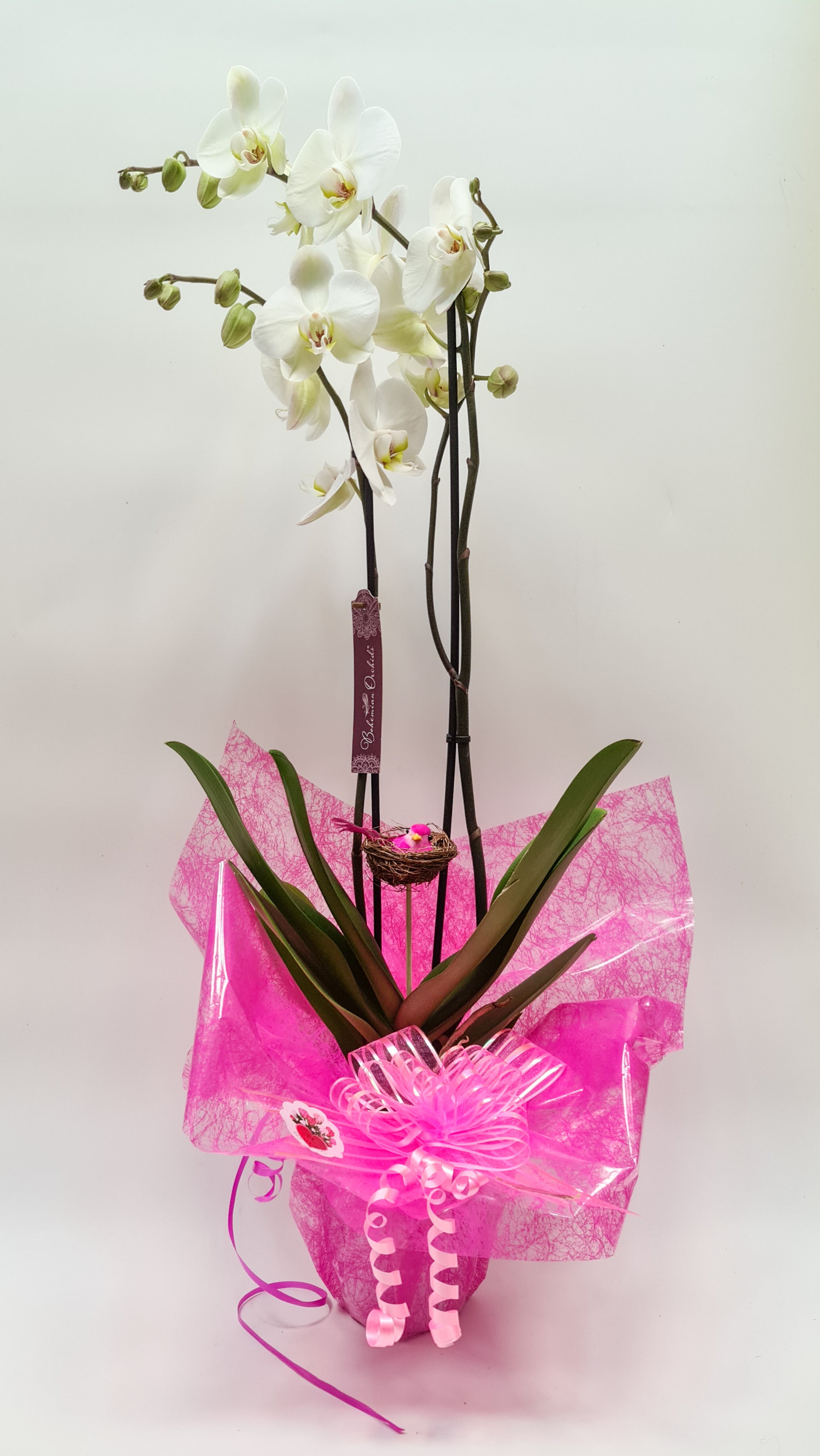Orquídea phalaenopsis